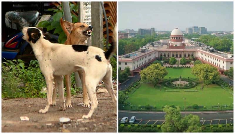 The Supreme Court has ruled that anyone who feed stray dogs could be held accountable if they attack people.