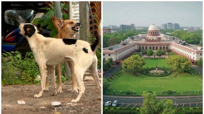 The Supreme Court will consider the petition to check the storage and efficacy of rabies vaccine The Supreme Court will consider the petition to check the storage and efficacy of rabies vaccine