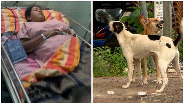 a woman fell off her bike after being attacked by a stray dog a woman fell off her bike after being attacked by a stray dog