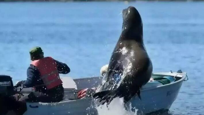 sea lion jumps onto boat video viral sea lion jumps onto boat video viral