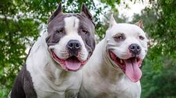 Are Pitbulls dangerous or misunderstood? Here are five things you should know about the breed RBA