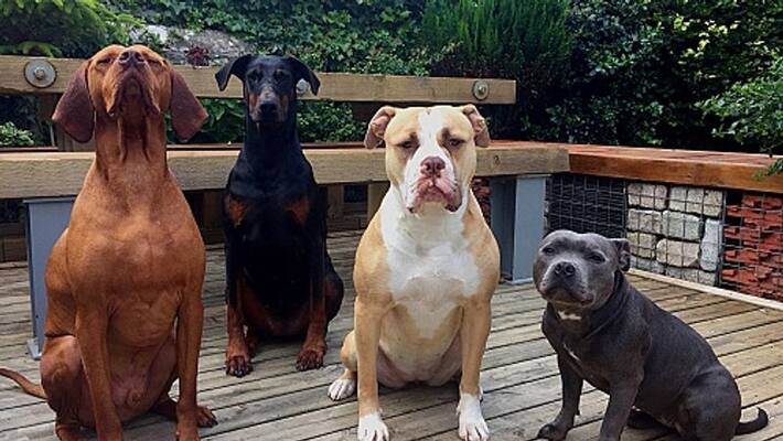 pitbull dogs abandoned by owners after woman killed pitbull dogs abandoned by owners after woman killed