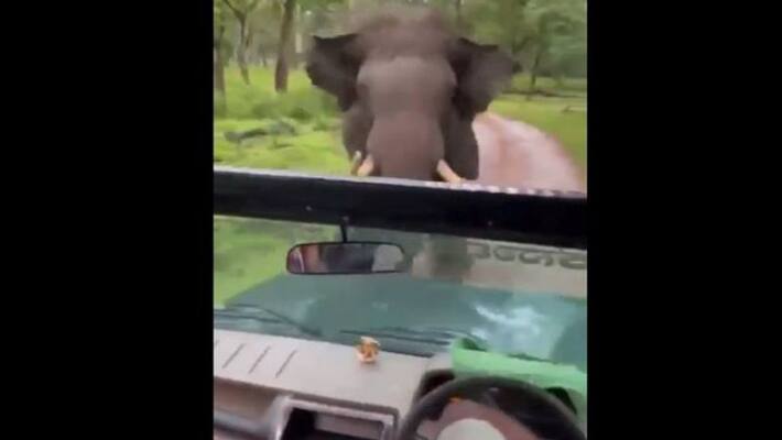 video of angry elephant in forest has gone viral see how charging tourist apa video of angry elephant in forest has gone viral see how charging tourist apa