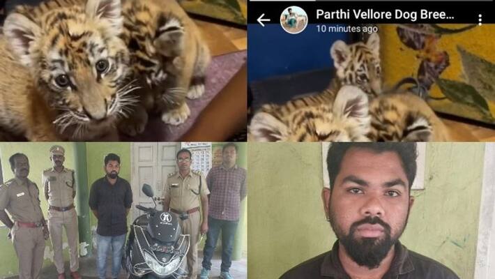 Man held for posting advertisement on social media showing that tiger cubs were for sale Man held for posting advertisement on social media showing that tiger cubs were for sale