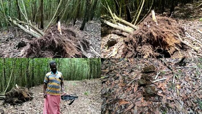 Wild elephants destroyed crops in Peringamala Wild elephants destroyed crops in Peringamala