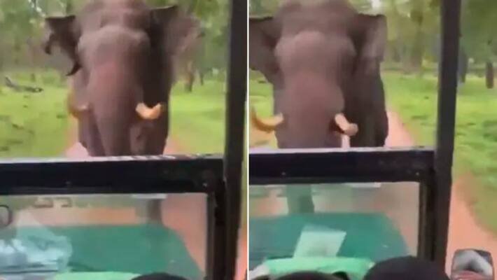Elephant Charges Towards Safari Jeep Narrow Escape For Tourists Elephant Charges Towards Safari Jeep Narrow Escape For Tourists