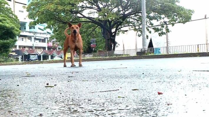 Rabies Prevention Program: Confusion, Health. Animal Welfare Ministers will not attend today's meeting Rabies Prevention Program: Confusion, Health. Animal Welfare Ministers will not attend today's meeting