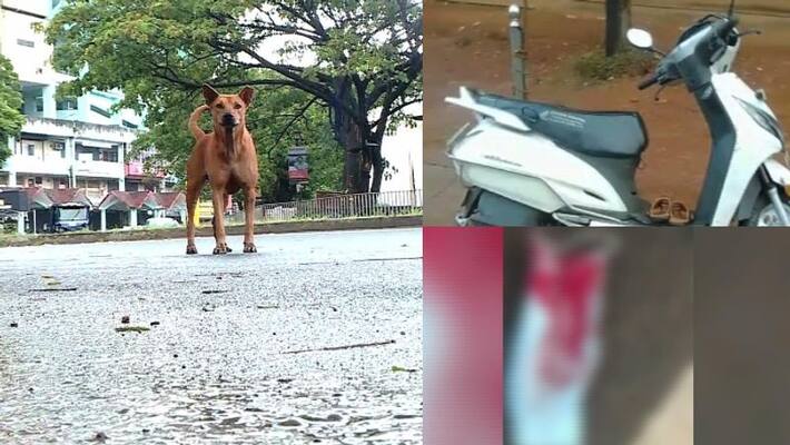Two wheeler passenger injured after scooter hitting dog Two wheeler passenger injured after scooter hitting dog