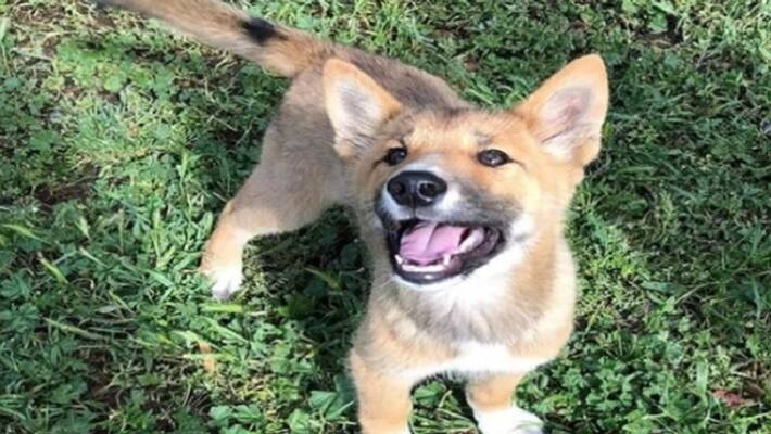 pet dog bites mother and daughter and dog dies today and confirmed rabies pet dog bites mother and daughter and dog dies today and confirmed rabies