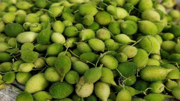 Know the health benefit of Spiny gourd, easy recipe of the kantola dva Know the health benefit of Spiny gourd, easy recipe of the kantola dva