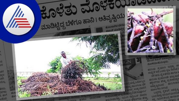 Hubballi floods all crops have rotted in the water and sprouted rav Hubballi floods all crops have rotted in the water and sprouted rav