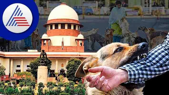 Those who feed street dog is liable If stray dog attack on people akb Those who feed street dog is liable If stray dog attack on people akb