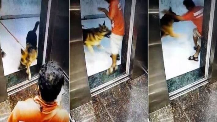 German Shepherd pet dog attacked a Zomato delivery executive private part in Mumbai akb German Shepherd pet dog attacked a Zomato delivery executive private part in Mumbai akb