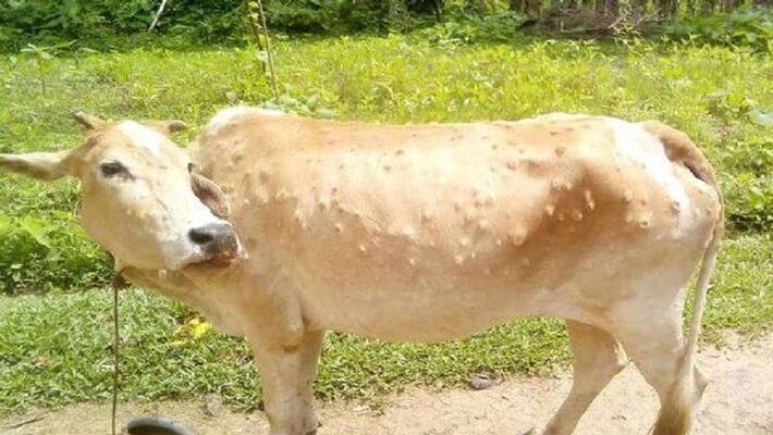 jaipur news due to lumpy virus state government will purchase more than 25 lakhs Vaccines said by animal husbandry minister lalchand kataria asc jaipur news due to lumpy virus state government will purchase more than 25 lakhs Vaccines said by animal husbandry minister lalchand kataria asc