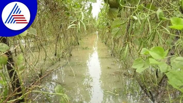 Farmers Faces Problems Due to Rain in Kolar grg Farmers Faces Problems Due to Rain in Kolar grg