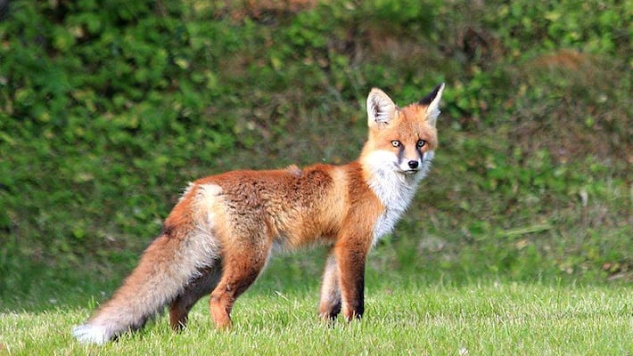 fox attack in kasaragod fox attack in kasaragod