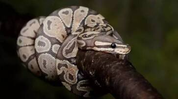 Heavy rains: Python makes way into house after rainfall in Telangana RMA Heavy rains: Python makes way into house after rainfall in Telangana RMA