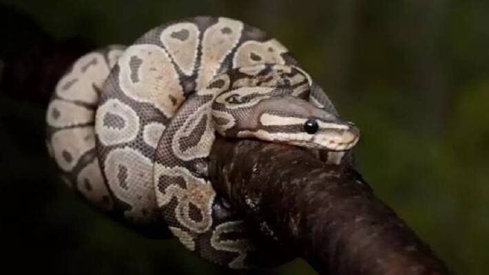 man held with ball pythons at airport man held with ball pythons at airport