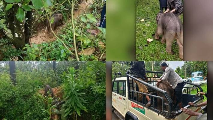 Baby elephant rescued in Wayanad Baby elephant rescued in Wayanad