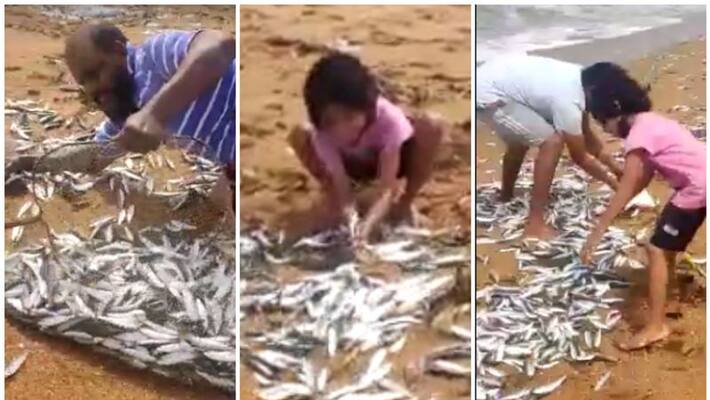 sardine fish chakara in thrissur sardine fish chakara in thrissur