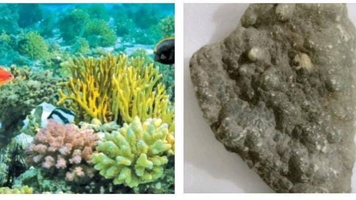 Police arrest person trying to sell coral in Coimbatore Police arrest person trying to sell coral in Coimbatore