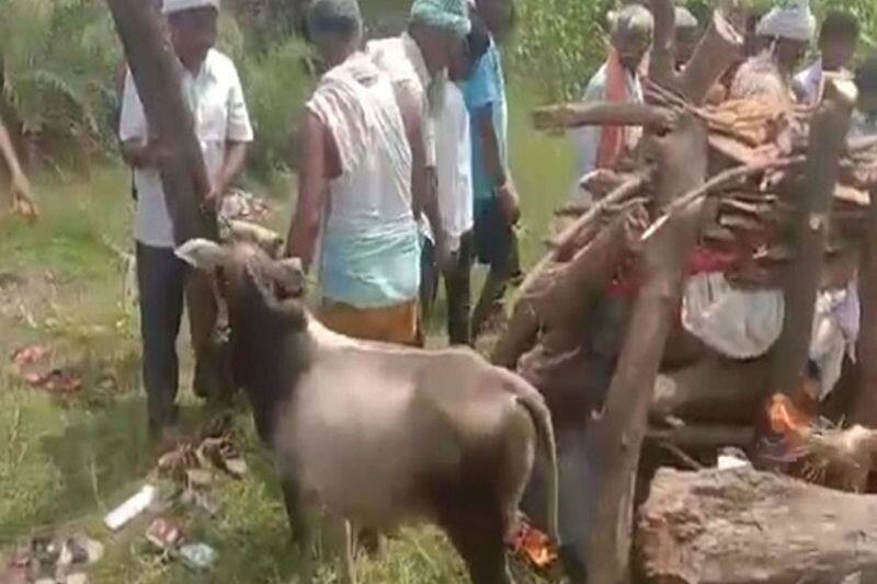 amazing event hazaribagh news calf cried over owner death pwt
