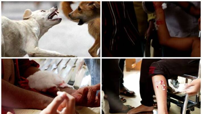 three people including two children attacked by stray dog three people including two children attacked by stray dog