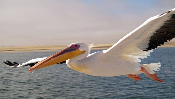 First in India GPS for Pelican Bird at Maddur in Mandya grg First in India GPS for Pelican Bird at Maddur in Mandya grg