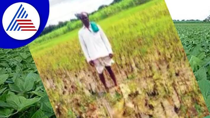 continuous rain; Decomposing soy in water kalaghatagi at dharwad rav continuous rain; Decomposing soy in water kalaghatagi at dharwad rav