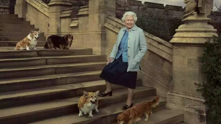 who will see Queen Elizabeth's beloved corgis after her death, what royal family says akb who will see Queen Elizabeth's beloved corgis after her death, what royal family says akb
