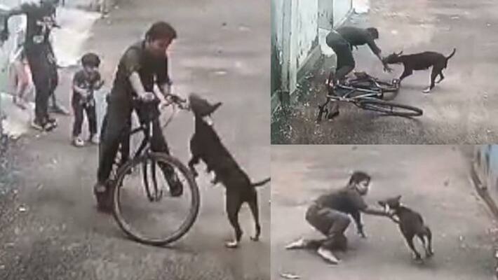 Kerala Boy On Bicycle Brutally Attacked By Street Dog Kerala Boy On Bicycle Brutally Attacked By Street Dog