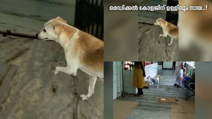 Stray Dog Attack Continues, Woman Bitten In Vadakara Stray Dog Attack Continues, Woman Bitten In Vadakara