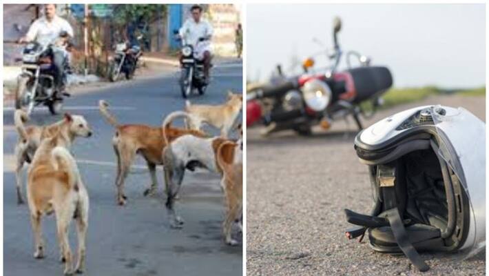 stray dog cause accident in kollam and two injured stray dog cause accident in kollam and two injured
