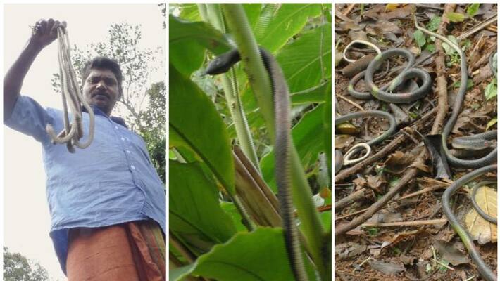rubber snake guarding cardamom estate from monkeys rubber snake guarding cardamom estate from monkeys