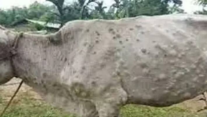 ranchi news lumpy virus case found in jharkhand state government on alert mode asc ranchi news lumpy virus case found in jharkhand state government on alert mode asc