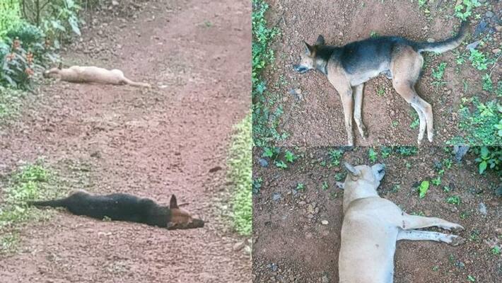 kottayam stray dogs killed massively dog lovers in agitation kottayam stray dogs killed massively dog lovers in agitation