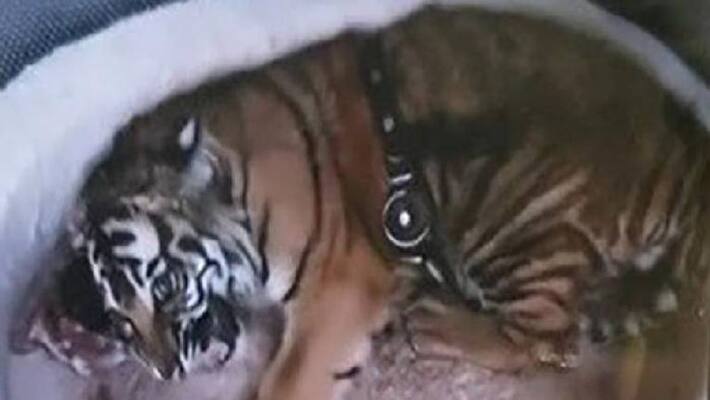 where is that tiger where is that tiger