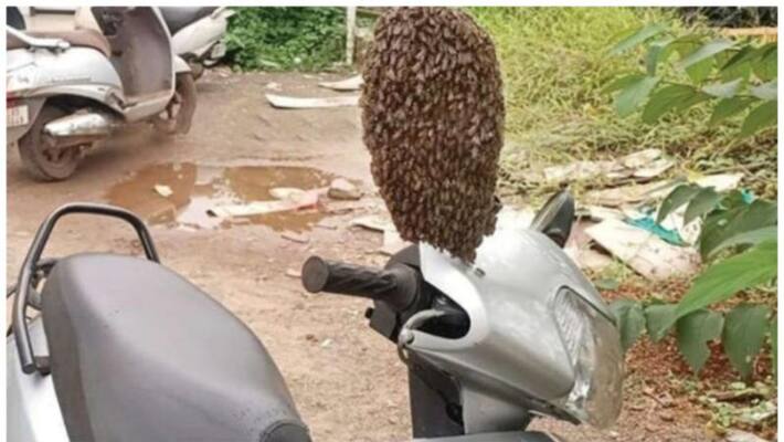scooter left on the side of the road was left with a nest of wild bees within hours scooter left on the side of the road was left with a nest of wild bees within hours