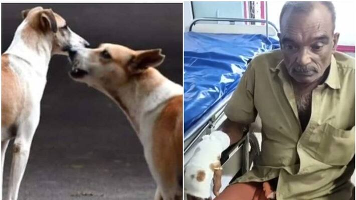 stray dog cause auto rickshaw accident in kayamkulam young driver injured stray dog cause auto rickshaw accident in kayamkulam young driver injured