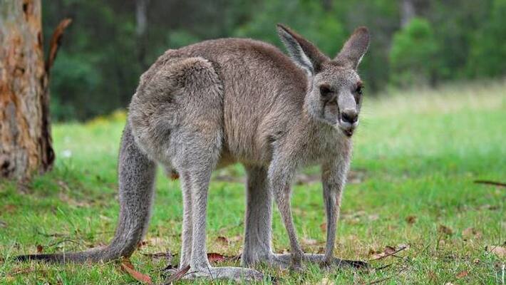 Kangaroo Killed Old Man Who Kept It As Pet Kangaroo Killed Old Man Who Kept It As Pet