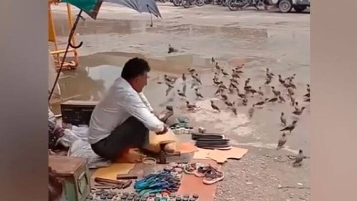 cobbler feeding birds outside his shop video goes viral on social media apa cobbler feeding birds outside his shop video goes viral on social media apa