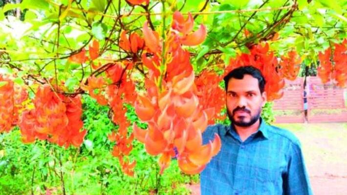 garden full of scarlet jade vine in Wandoor Malappuram garden full of scarlet jade vine in Wandoor Malappuram