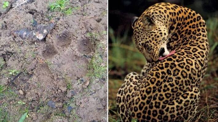 after Tiger leopards in wayanad people are in trouble after Tiger leopards in wayanad people are in trouble