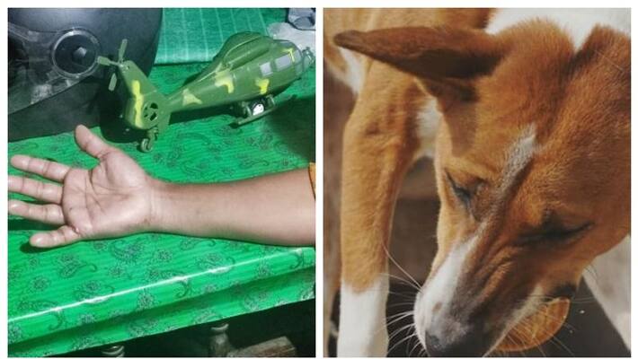 a street dog attacked a woman in thrissur a street dog attacked a woman in thrissur