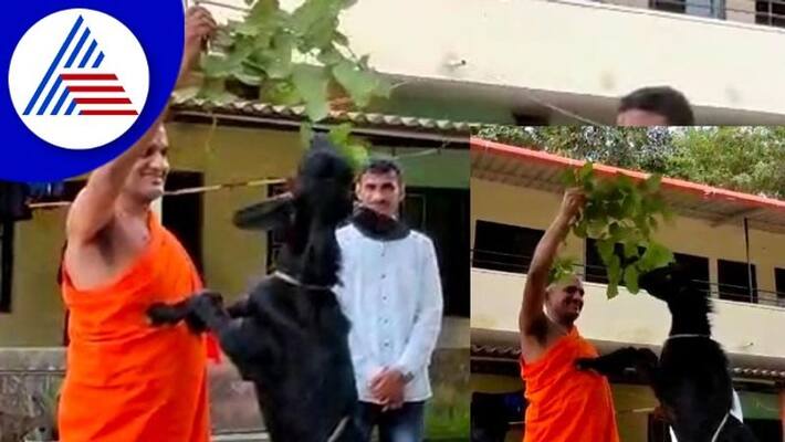 Viral video A goat eating fodder by stepping on pejavar shree rav Viral video A goat eating fodder by stepping on pejavar shree rav