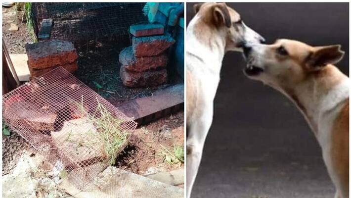 street dogs killed domestic rabbits in kochi street dogs killed domestic rabbits in kochi
