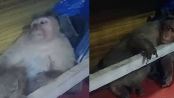 Monkey attacked in Idukki natives help to get treatment Monkey attacked in Idukki natives help to get treatment