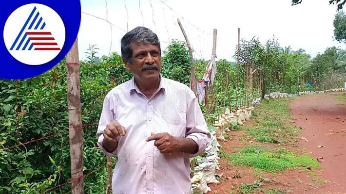 Organic farming is rampant on both sides of the national highway at bantwal gvd Organic farming is rampant on both sides of the national highway at bantwal gvd