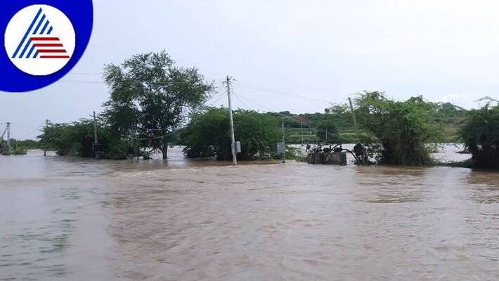 Farmers Faces Problems For Crop Loss due to Heavy Rain in Ballari grg Farmers Faces Problems For Crop Loss due to Heavy Rain in Ballari grg
