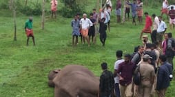 wild elephant died to electric shock at palakkad 